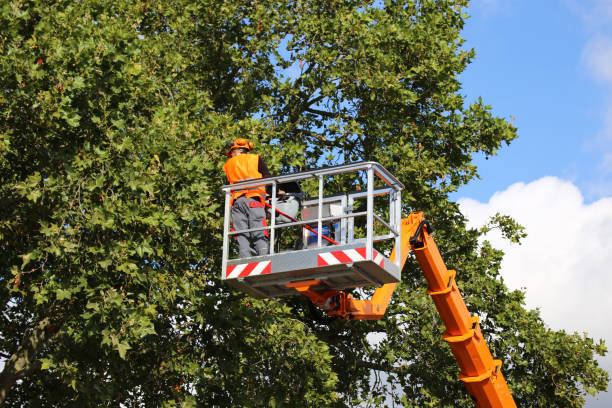 Best Tree Planting Services  in North Port, FL